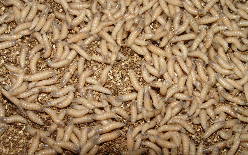 Screwworm Cases Move Closer