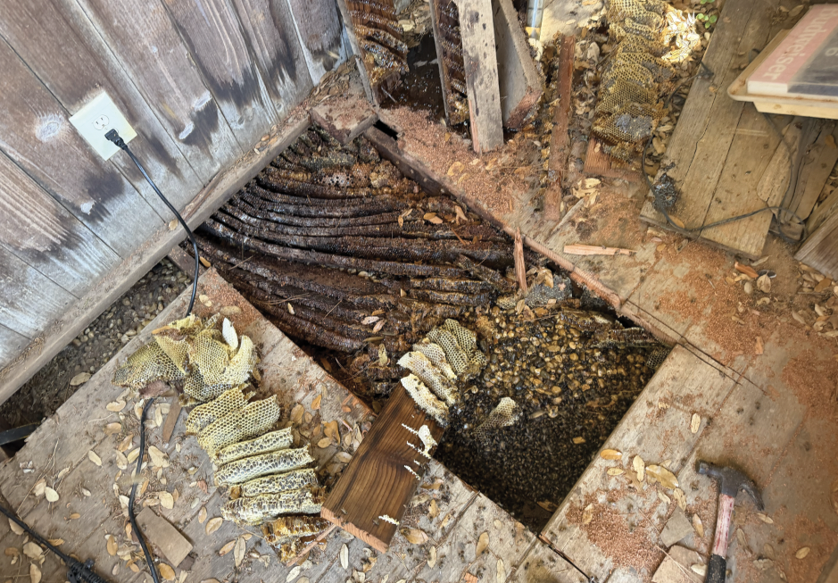 Aggressive Bees Create Summer safety Concerns
