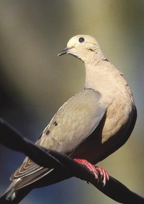 Dove season opens Sunday