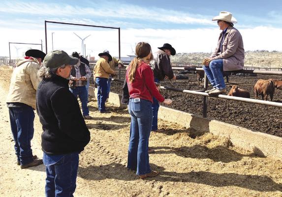 Cattle production program planned