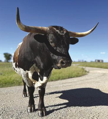 Park to host ‘Longhorn Intelligence’ June 1