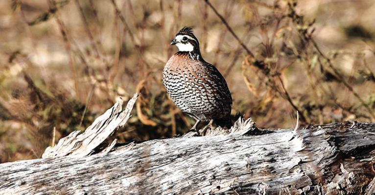 Hunting season underway