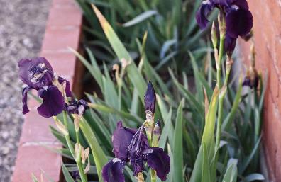 An unusual sight this week as local purple irises, that typically bloom in the spring around Easter, decided to make one more appearance this year and bloomed in this warm December weather. DONNIE LUCAS / ALBANY NEWS