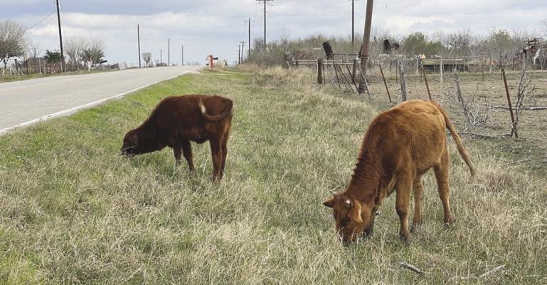 Livestock owners asked to update contacts