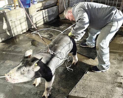 Preparations continue for stock show