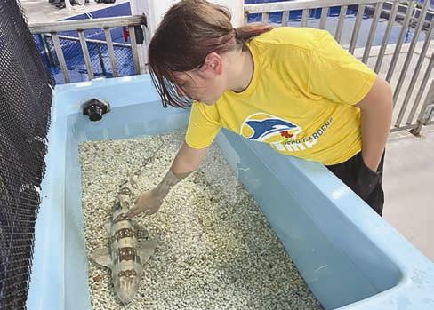 4-Hers attend camps, equine shows