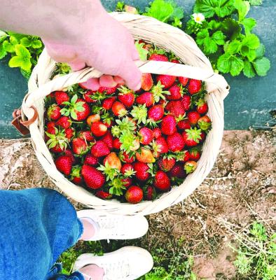 Strawberry Fields Forever