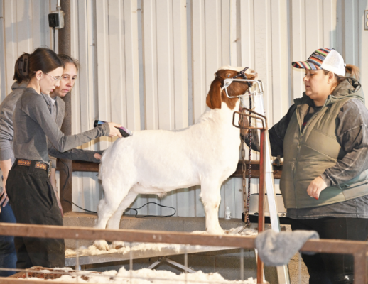 Stock show set this weekend
