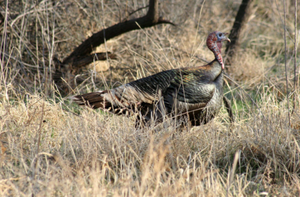 Spring turkey season opens this Saturday