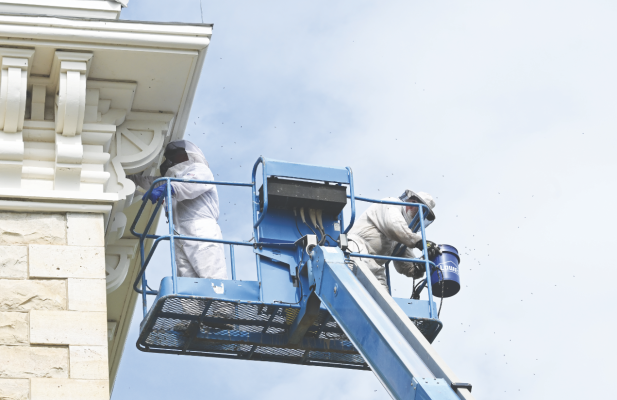 Bee colonies cleared from courthouse roof