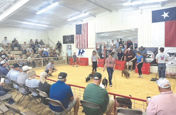 39th annual pig sale breaks all-time records