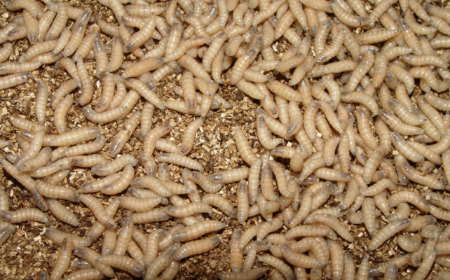 Screwworm Cases Move Closer