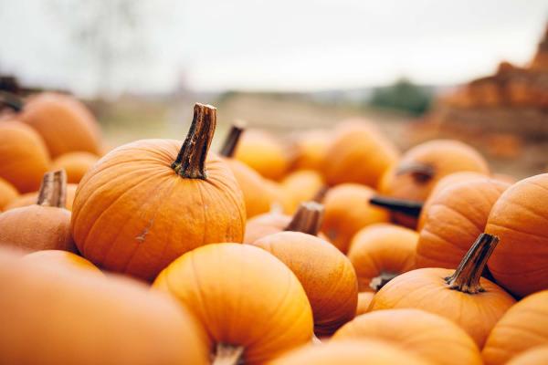 The Patch, an annual event and fundraiser hosted by Bethel Assembly, is set to open at 9 a.m. this Saturday at the Bank Park. A pumpkin decorating contest will start at 11 a.m. Donnie Lucas / Albany News